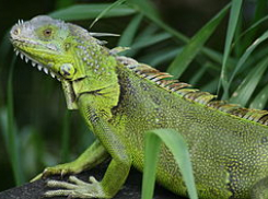 Потерявшуюся игуану нашли ставропольцы в юго-западном районе