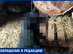 Жительница села на Ставрополье жестоко расправилась с собакой и пообещала повторить