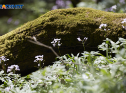 Новая неделя начнется в Ставропольском крае с сильной жары 