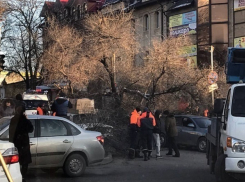 На автомобили в Пятигорске упало огромное дерево 