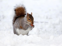 В первый понедельник зимы пойдет снег
