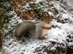В понедельник будет ясно. Какую погоду Ставрополью обещают синоптики 3 марта