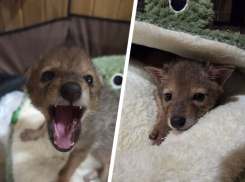 Маленького шакала Мотю спасли ставропольские волонтеры