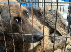 Из клеток с мочой в пункт содержания переместили собак, найденных в ставропольском лесу 