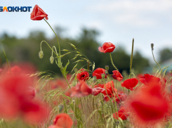 Синоптики пообещали потепление до +28 градусов на Ставрополье в ближайшие дни