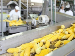 Французы хотят построить завод по производству семян на Ставрополье