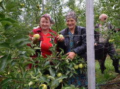 Дополнительные деньги на развитие суперинтенсивных садов выделит ставропольское правительство 