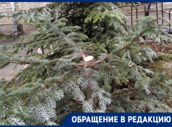 «Сажали на века, а получилось, кому-то на утеху»: вандалы спилили чужую елку в Ставрополе
