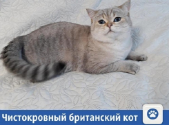 Частные объявления: Чистокровный британский кот