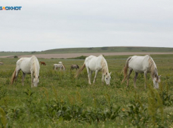 Сельхозпредприятие закрыли на Ставрополье из-за халатной работы с опасными ядами