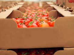 «От наших помидоров скоро стошнит»: жители Ставрополья раскритиковали краевые томаты