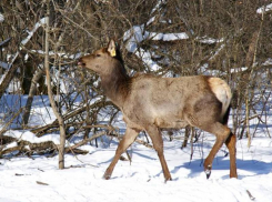 Рогатых красавцев обнаружили ставропольские егеря в заказнике «Александровский»