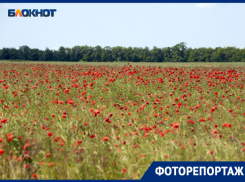 Поля на Ставрополье вспыхнули ярко-красными маками