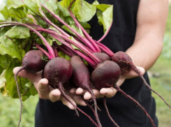 Содержание пестицидов в два раза выше нормы обнаружили в свекле на Ставрополье