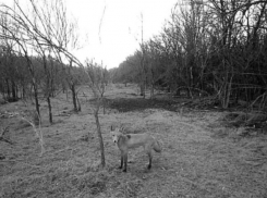 Осторожно, лиса: скрытая камера застала дикую обитательницу Ставрополья врасплох