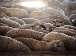 Житель Ставрополья совершил пять преступлений за неделю