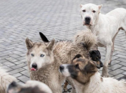 Жителей Кисловодска страшит огромная свора собак