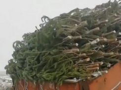 «До слез»: видео с сотней выброшенных после праздников елок вызвало споры у ставропольчан