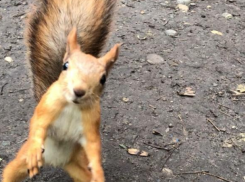 В Ставрополе белка слишком активно предлагала мужчине познакомиться