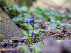 В четверг в Ставрополе будет по-весеннему тепло
