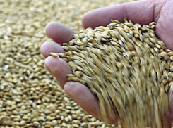 На Ставрополье супруги подозреваются в мошенничестве с зерном на 900 миллионов рублей