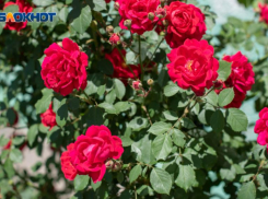 Ветром и +25 градусами запомнится последний понедельник мая на Ставрополье