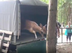 На Ставрополье в одном из парков поселились олени и павлины