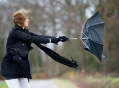 Летающий подоконник и гнущаяся ель: как спасатели устраняли последствия сильного ветра в Ставрополе