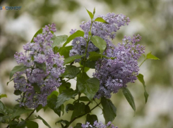 Цены на букет сирени вызывают шок у ставропольцев