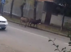 Два ослика гуляли по дорогам и попали на видео в Кисловодске 