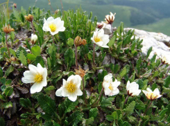 Уязвимая куропаточья трава может исчезнуть на Ставрополье