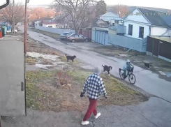 Стая собак набросилась на ребенка и покусала его в Ессентуках