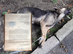 Шокированный жестоким убийством щенков в Кисловодске профессор из Москвы пригрозил мэру города пожаловаться в Совет Федерации