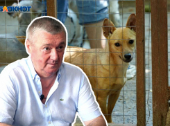 «Из-за безделия глав муниципалитетов»: почему на Ставрополье примут закон об эвтаназии бездомных животных