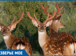 На Ставрополье увеличилось количество оленей