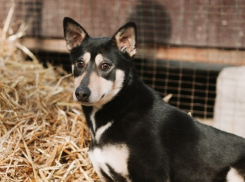 Особенная собака Шариковна ищет добрых хозяев