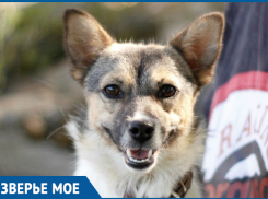 Крошечная собака Пайпер из Ставрополя в добрые руки