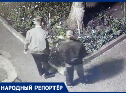 Разорители клумб снова кошмарят Ставрополь