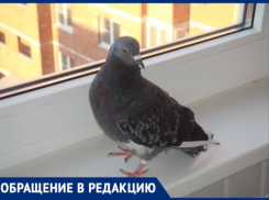 «Ждем, когда завоняет», - в вентиляцию ставропольчан уже третий раз залетает голубь