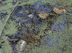 На Ставрополье зловоние от местного пруда отпугивает жителей хутора