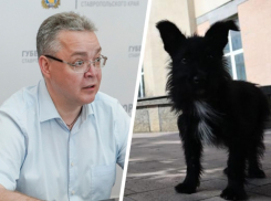 Власти Ставрополья решили переписать спорное постановление о выгуле и регистрации домашних животных 