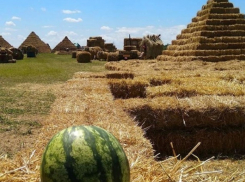 Установить «святую фигуру губернатора Владимирова» предложили владельцам бахчи Пономаревых