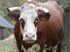 Редкое вирусное заболевание обнаружили у коров на Ставрополье