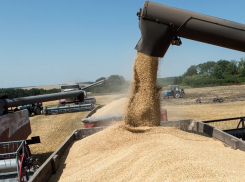 На Ставрополье гендиректор агрофирмы украл зерно двух контрагентов и разбогател на 6 миллионов рублей