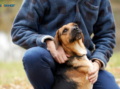 «Это негуманно»: идея умерщвления животных на Ставрополье застопорилась в Совфеде