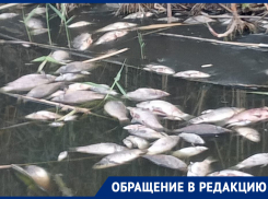 После массовой гибели рыбы из-за сброса сена русло реки очистили на Ставрополье