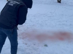 Хозяйку растерзавших 9-летнюю девочку собак задержали в Ставрополе