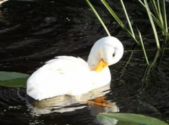 Редкий утенок-альбинос появился на свет в озере в Ессентуках