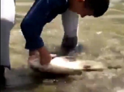 Появилось видео ловли школьником пятикилограммового толстолобика в Комсомольском пруду в Ставрополе