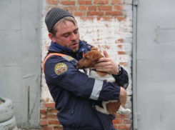 Испуганную от взрывов петард и хлопушек собаку вытащили из подвала на Ставрополье